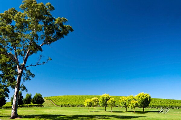 Non solo i deserti sono presenti in Australia, stranamente ci sono giardini e alberi