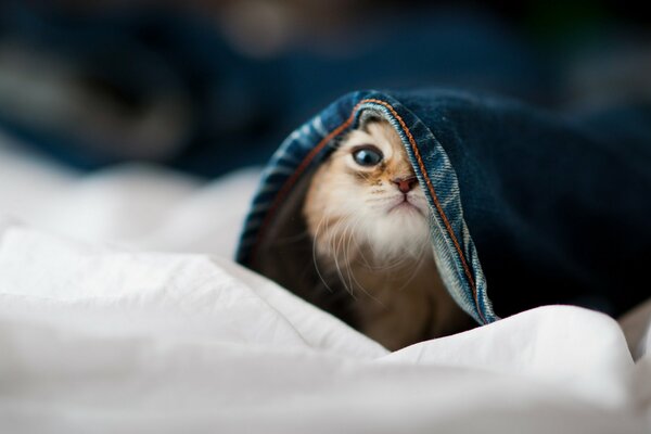 Hannah kitten peeks out of a denim pant leg