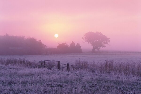 A tree in the fog on a frosty morning