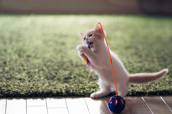 A kitten in front of the lawn with a ball toy