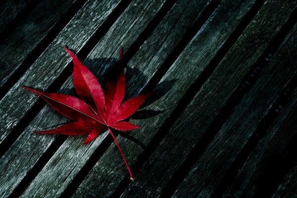 Red leaf on dark boards