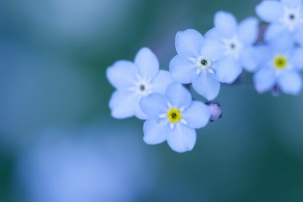 Petits pétales de la fleur de Myosotis