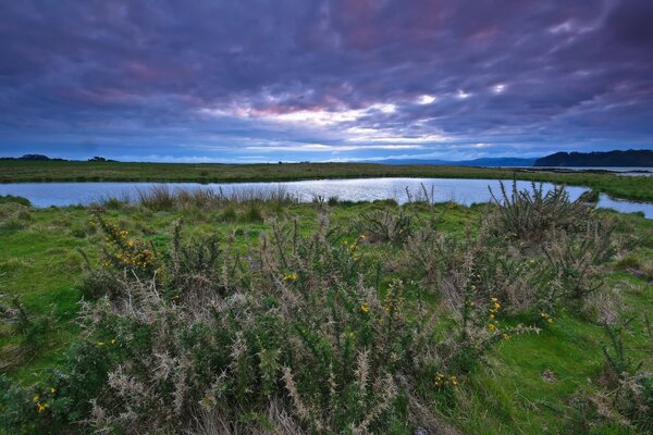 Paysage de lac et de plantes