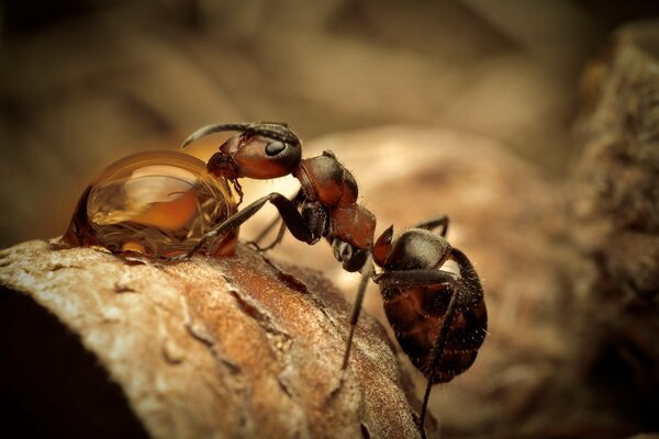 Foto de macro gotas y una hormiga bebedora