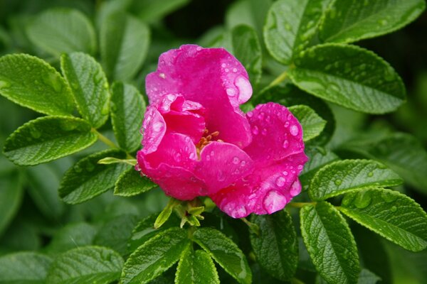 Flor de rosa mosqueta con gotas de lluvia en pétalos