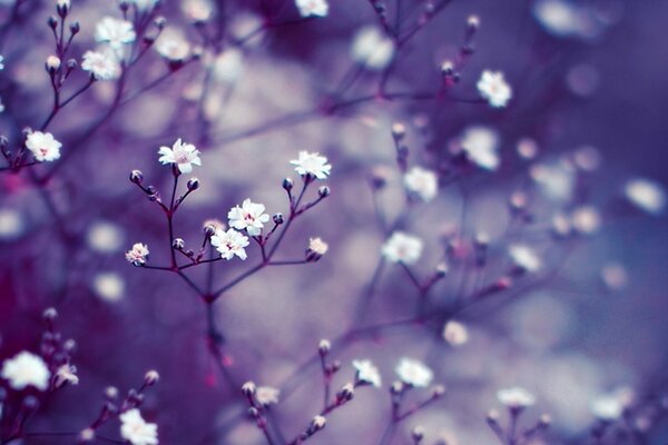 Weiße kleine Blumen auf lila Hintergrund