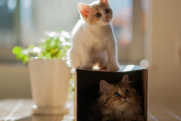 Cute kitten on a secret box