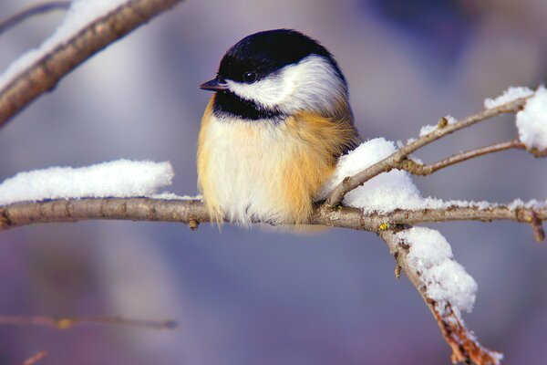 A chickadee is sitting on a snowy branch