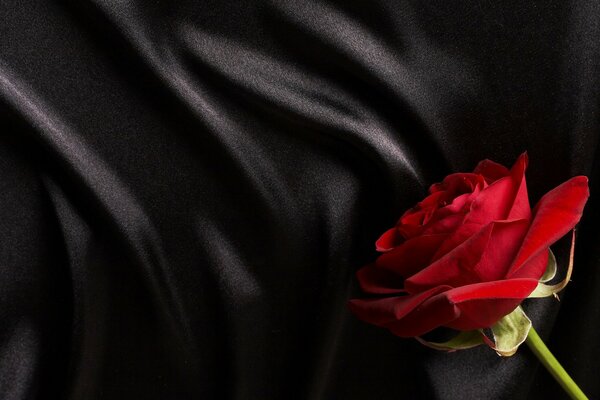 Red rose on black silk