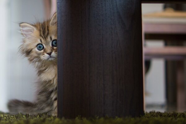 Gatito daisy se asoma desde detrás de la mesa