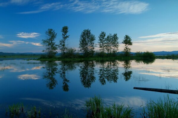 Paesaggio. Stagno. Alberi. Sfondo blu