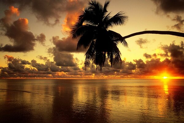 Paradise beach. palm tree, sunset on the sea