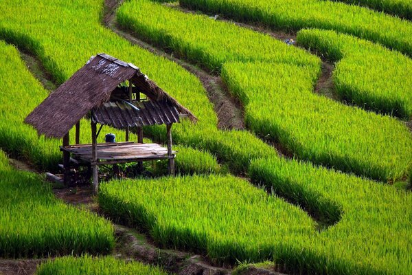 Cenador en un campo de hierba verde