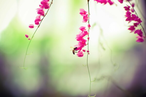 Pequeñas flores Rosadas y una abeja