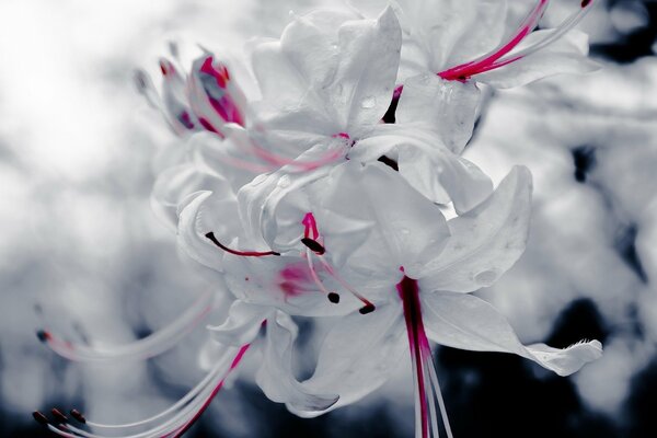 Snow-white flowers with red inclusions