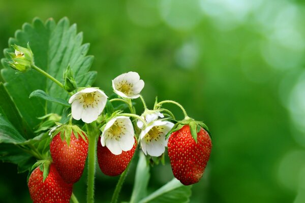 Erdbeerbeeren mit Blättern und Blüten