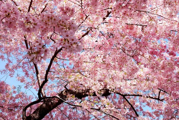 Cherry blossoms with pink petals