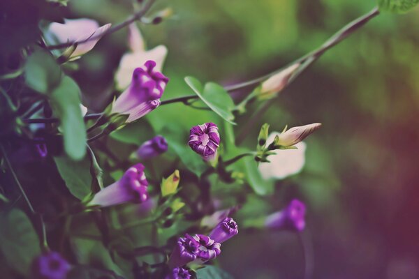 Purple little autumn buds