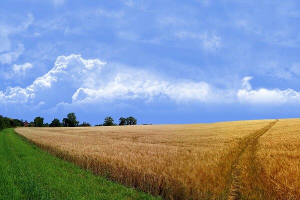 Die Straße entlang des Feldes vor dem Hintergrund des blauen Himmels