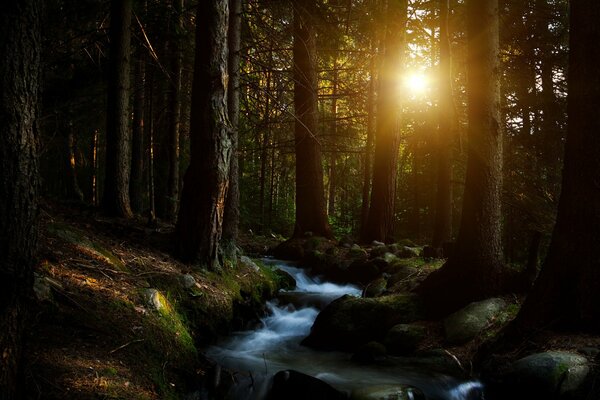 Ein Waldbach und die Sonne bei Sonnenuntergang