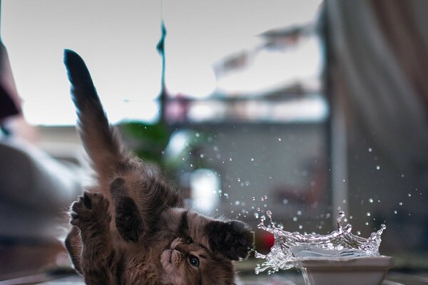 Chaton. eau renversée. Où courir?