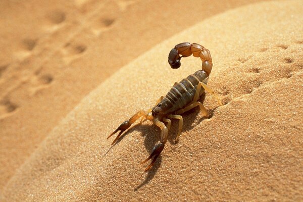 Macro shooting of a scorpion in the sand