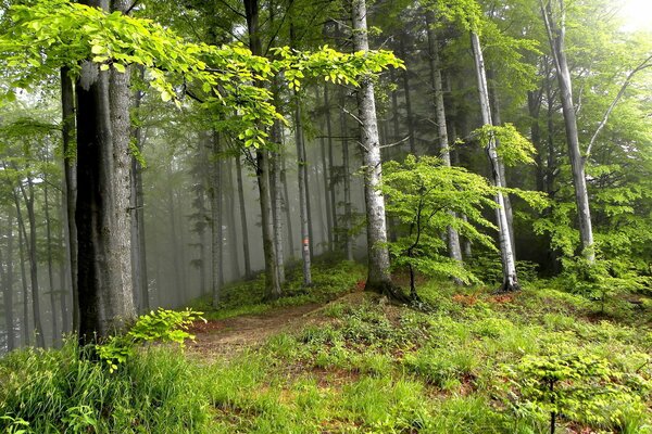 Зеленый лес в ярких лучах солнца