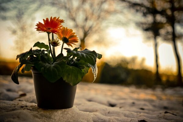 Hermosas flores delicadas al atardecer