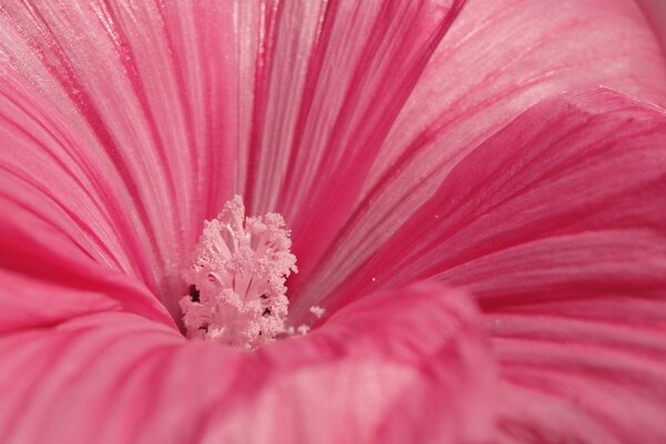 Zarte rosa blühende Blume