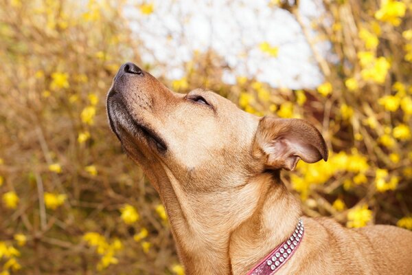 Il cane respira l aria autunnale