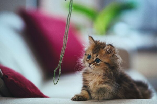 Chaton hannah joue avec un fil