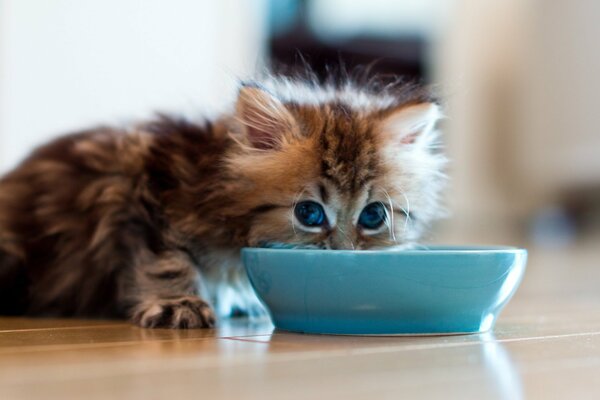 Hannah the kitten drinks from a blue bowl