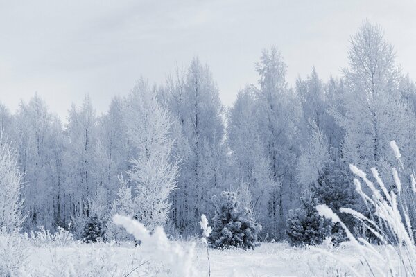 Snow-covered trees in the winter forest