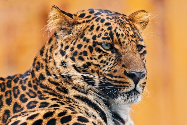 Hay un leopardo serio. Retrato real