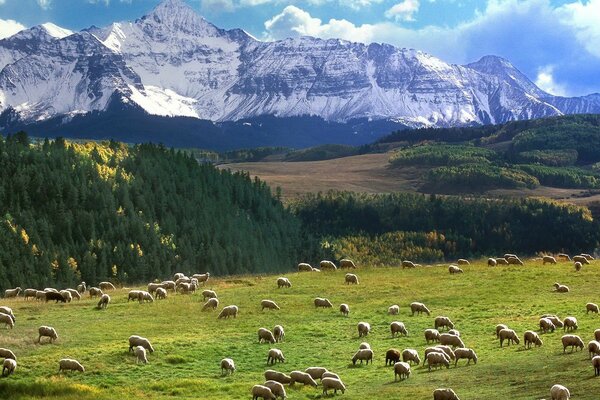 Pasture near the mountains and lots of sheep