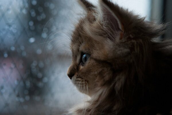 Chaton. Qu y a-t-il derrière la fenêtre? Encore la pluie