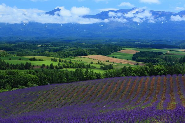 Champ de lavande sur fond de forêt et de montagnes