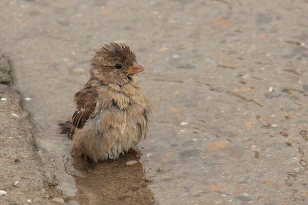 A wet sparrow in a puddle on Aswalt