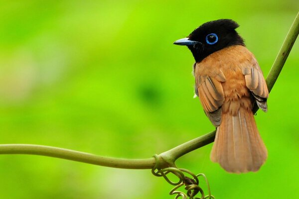 A small bird with a black head on a green branch