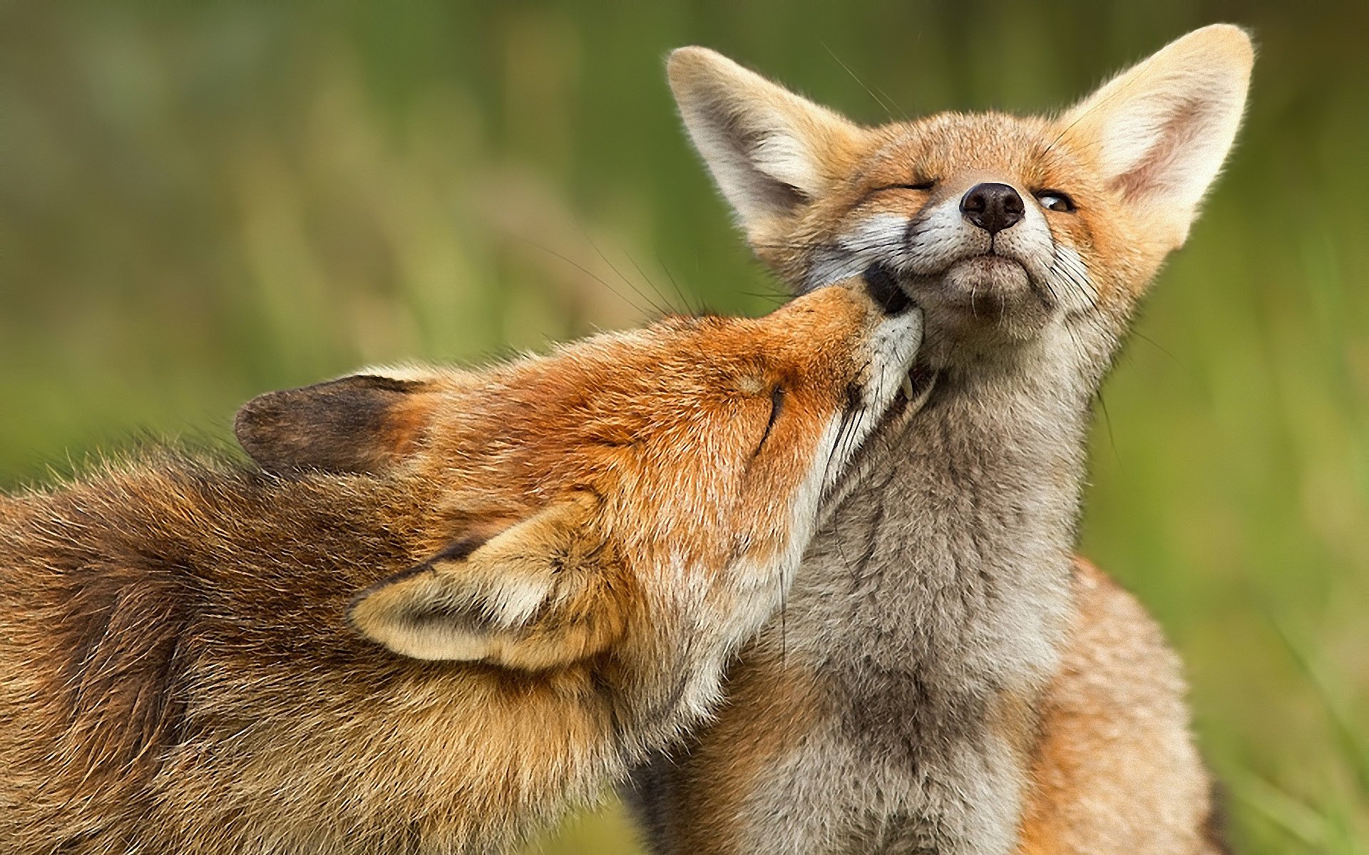 zorro depredador fox