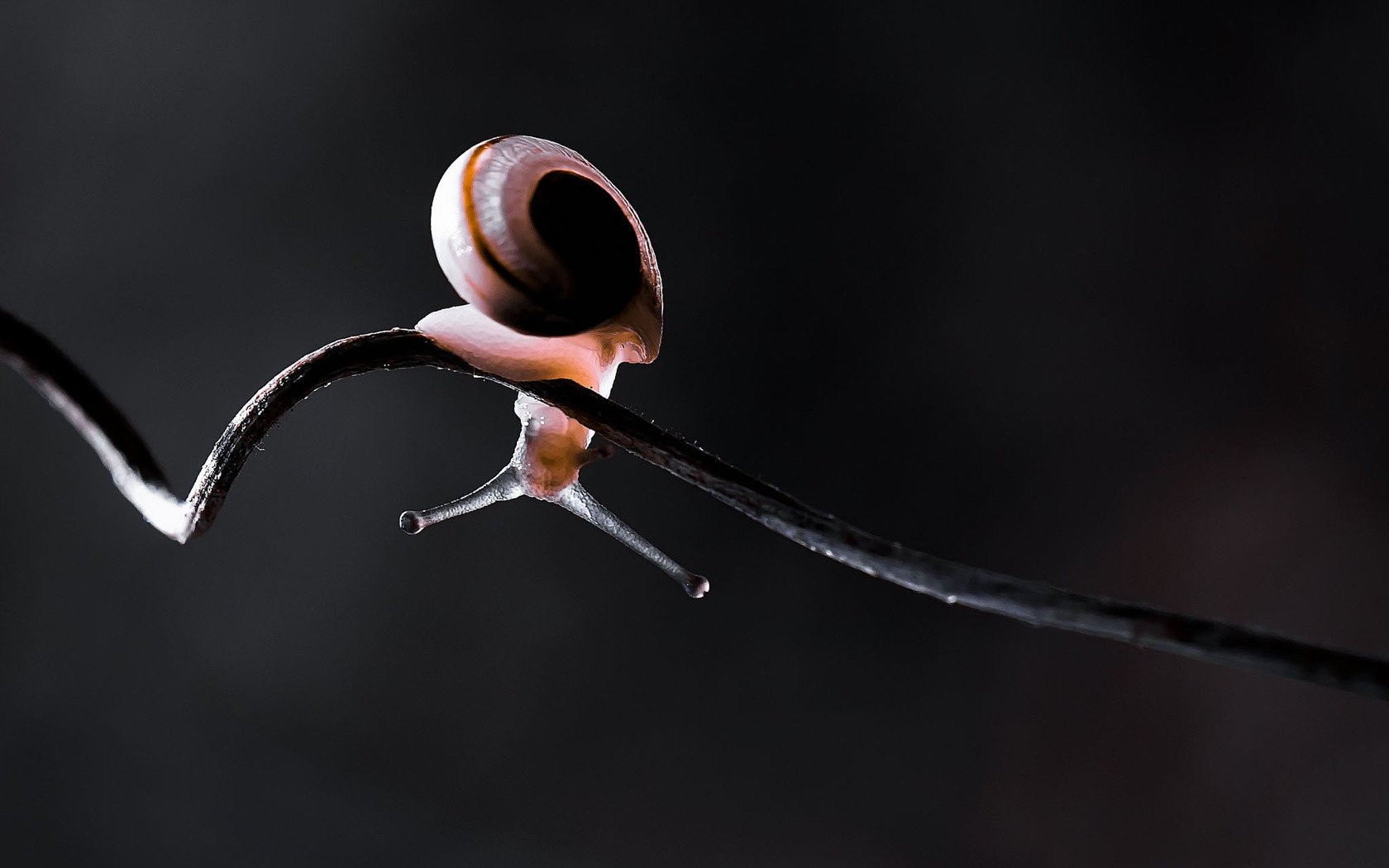 schnecke stamm ranken makro rebe