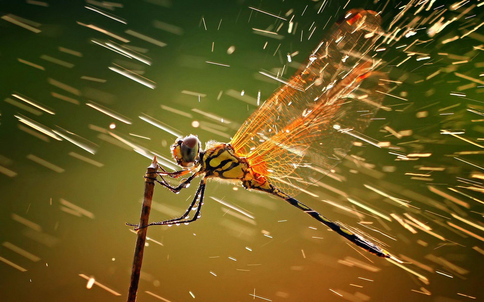 libelle spritzen tropfen