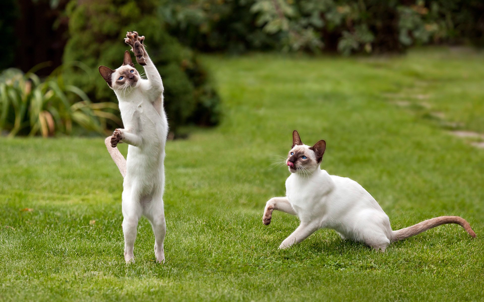 maus paar pfoten krallen spielen katzen