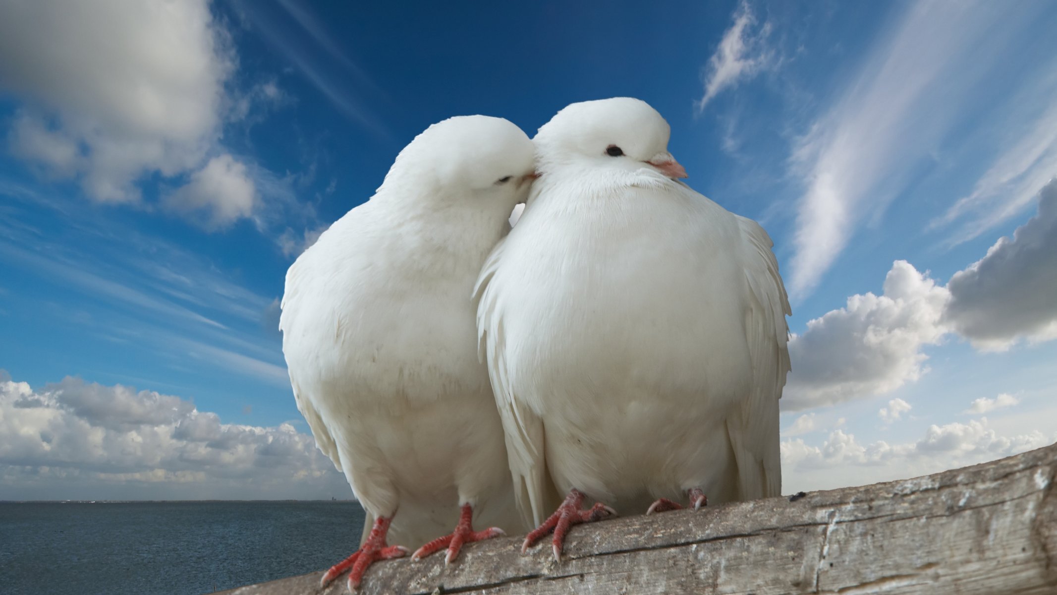 colomba piccione piccione cielo pace tronco romanticismo romantico mare bacio nuvole amore