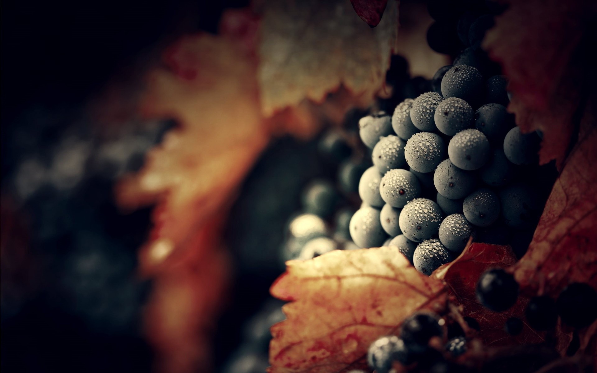 fruits vitamines raisins macro nourriture