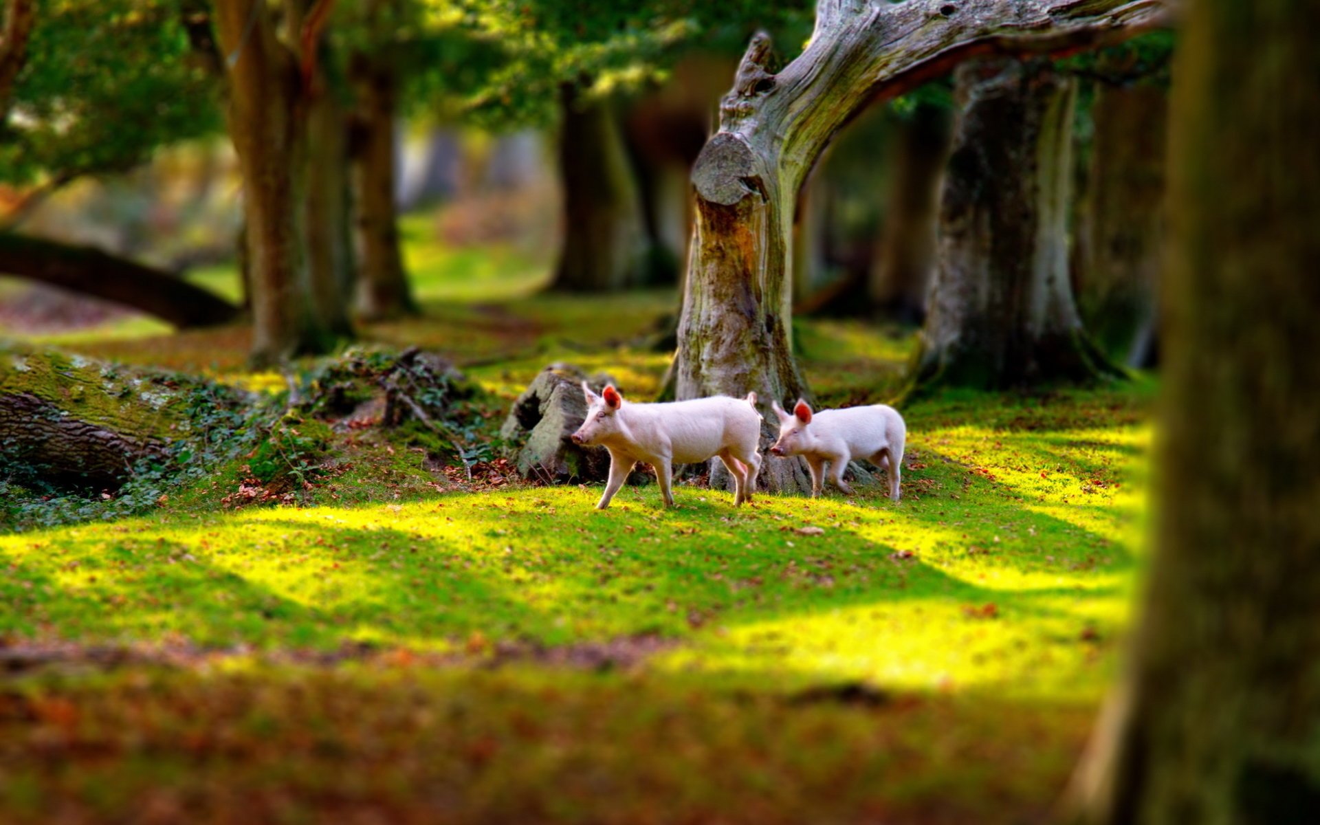 ferkel park natur