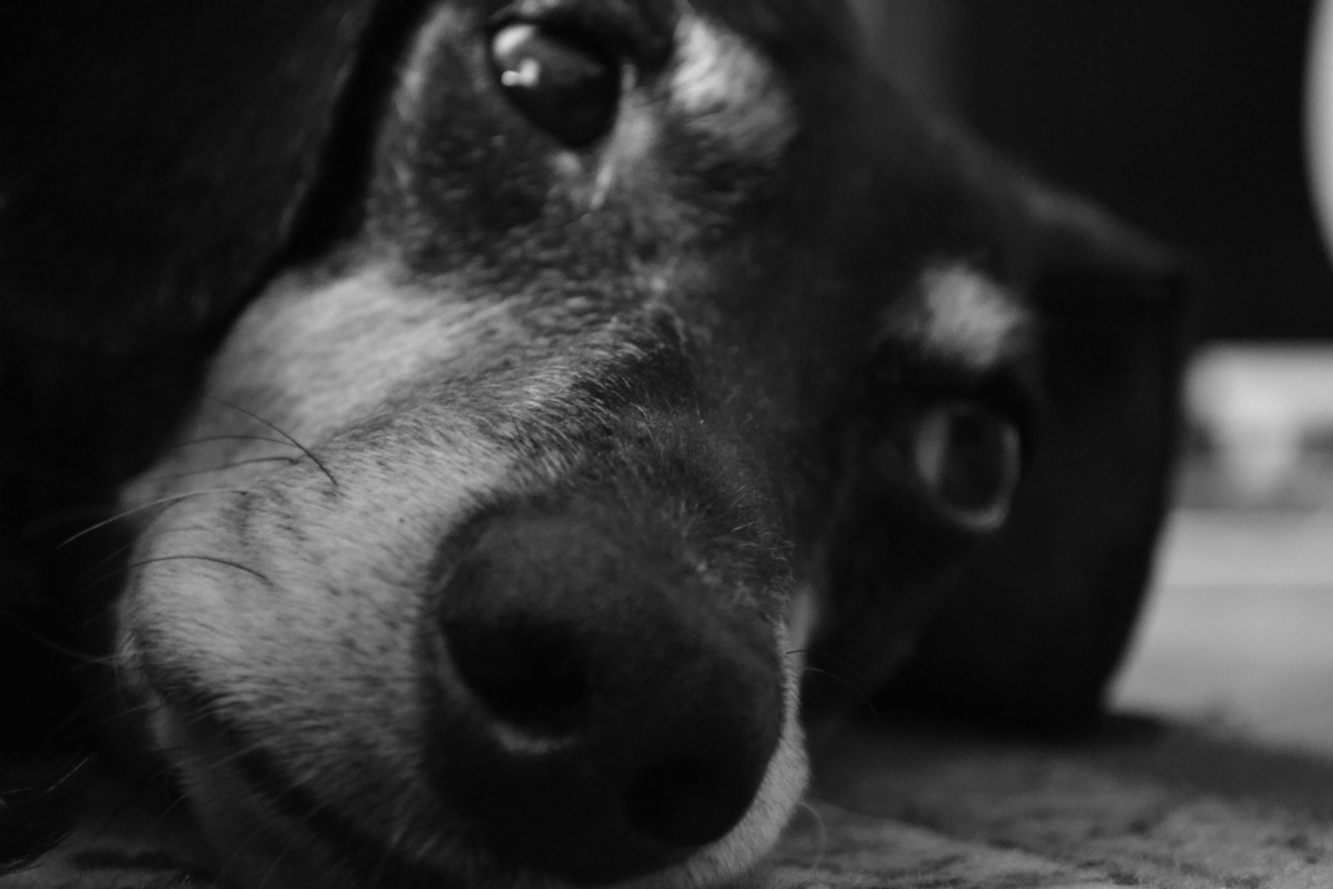 black and white dachshund