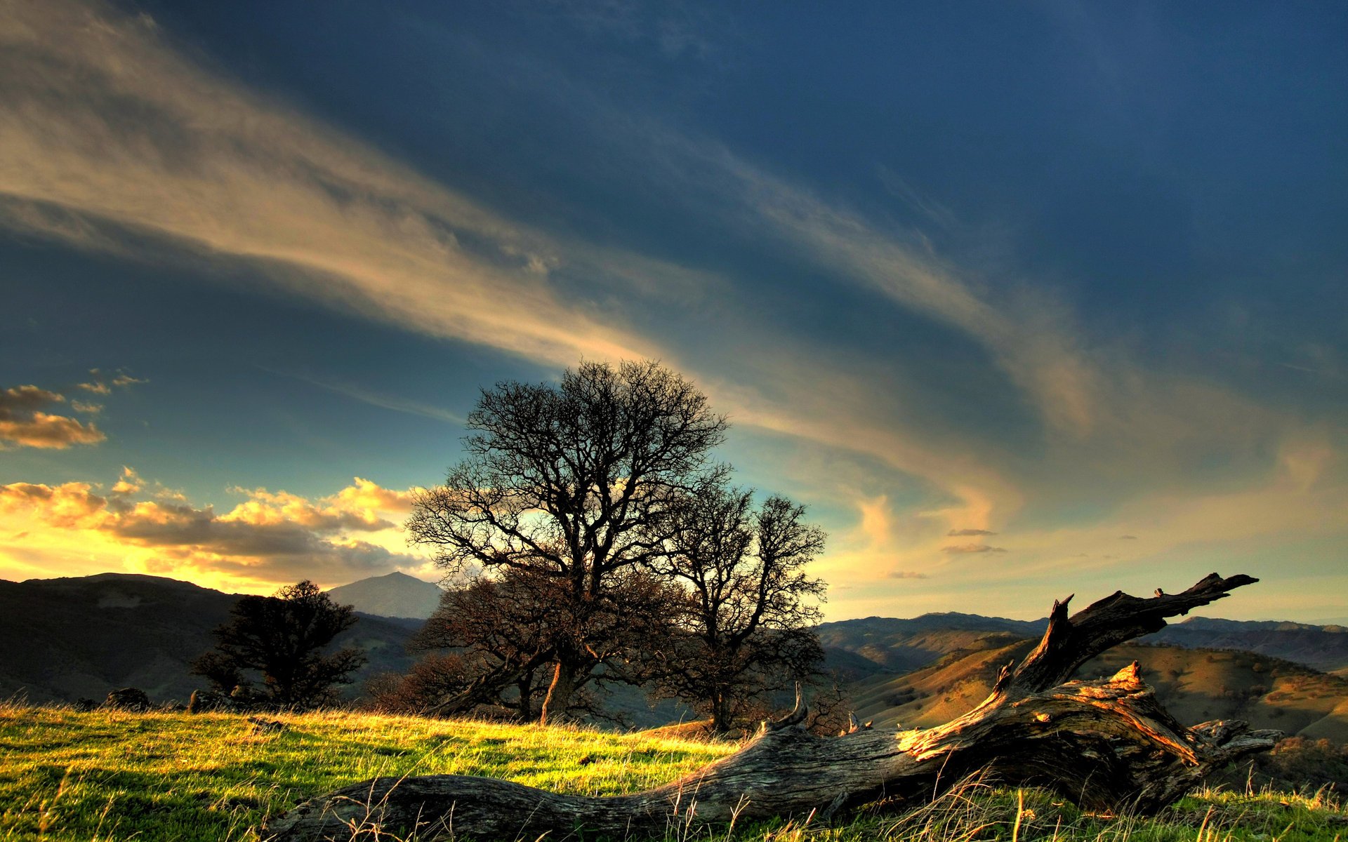 hierba paisaje puesta de sol