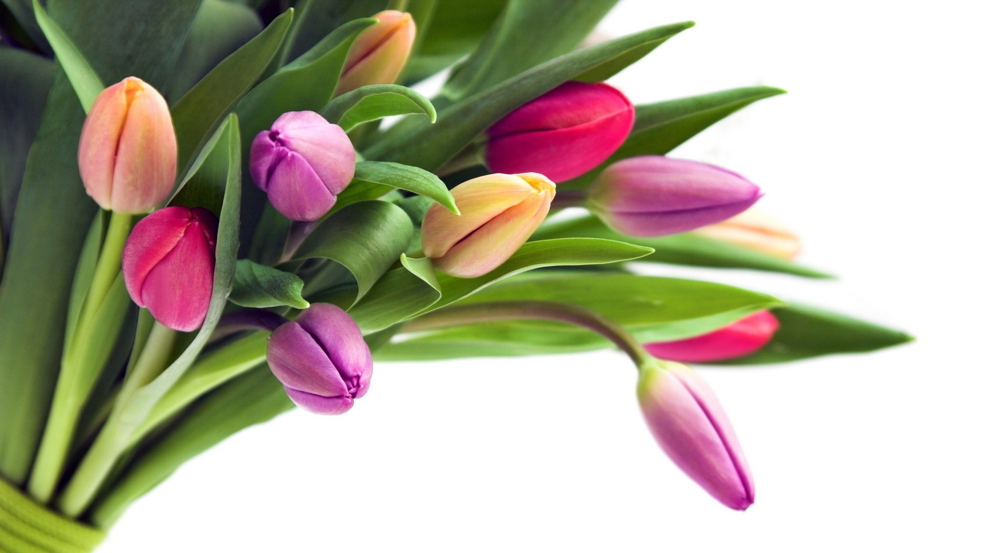 tulips buds flowers bouquet