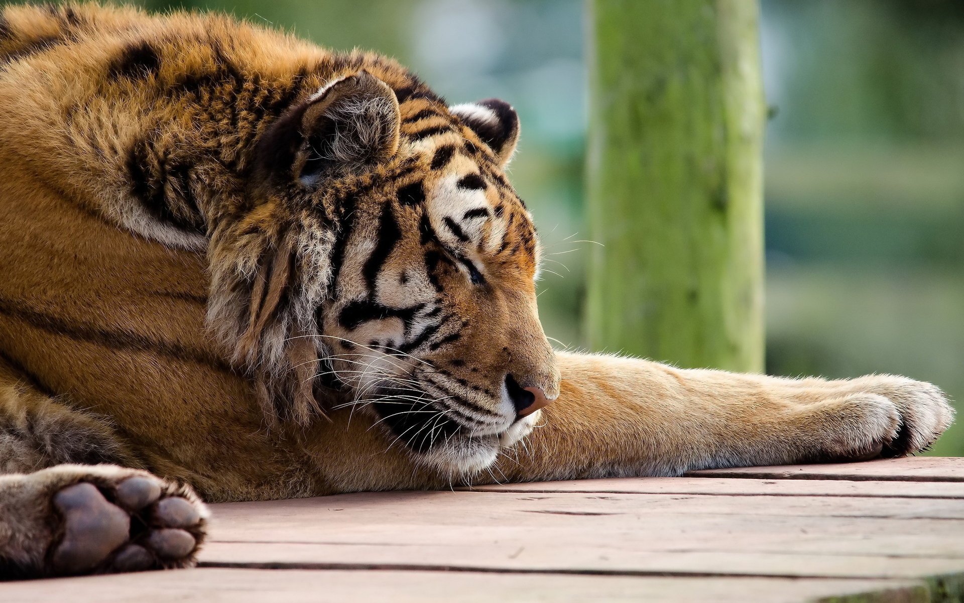 pfoten tiger tiger panthera tigris schläft schnauze